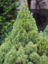 Picea glauca 'Laurin' 